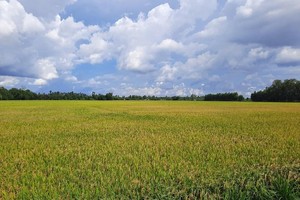 Đồng Tháp được phép chuyển 31,41 ha đất trồng lúa sang đất phi nông nghiệp