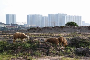 Nhiều dự án bị tắc thủ tục công nhận chủ đầu tư. Ảnh: Dũng Minh