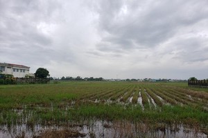 Thôn Phong Nam, xã Hòa Châu, huyện Hòa Vang là nơi quy hoạch Dự án Khu đô thị Phong Nam. Ảnh: Nhiệt Băng