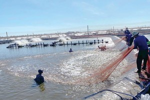 Nhà máy thức ăn chăn nuôi C.P Việt Nam