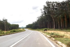 Một rừng cây cao su ở Gia Lai do GVR quản lý. Ảnh: Thành Nguyễn 