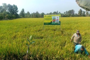 Công ty Cổ phần Phân bón Dầu khí Cà Mau chính thức ra mắt dòng sản phẩm NPK một hạt, tiếp tục góp phần đa dạng hóa chuỗi sản phẩm NPK Cà Mau chất lượng cao.