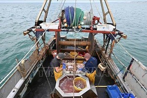 Thuyền đánh cá của ngư dân tại cảng Saint-Jean de Luz thuộc Vịnh Biscay, bờ biển phía Tây của Pháp. Ảnh: AFP/TTXVN