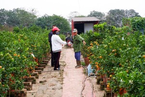 Quất Tứ Liên lúc lỉu vào vụ Tết Nhâm Dần 2022