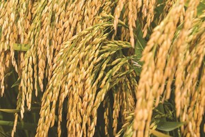 Hứa hẹn những vụ mùa bội thu