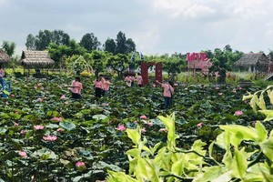 Đồng Tháp tạo thương hiệu "Sen Đồng Tháp" để phát triển du lịch địa phương