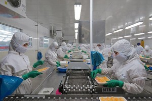 Chế biến tôm xuất khẩu ở Sóc Trăng. Ảnh: Nguyễn Trung