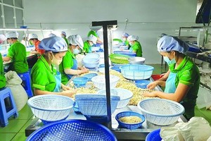 100 container hạt điều xuất đi châu Âu có nguy cơ bị lừa hiện đã trở về với các doanh nghiệp Việt.