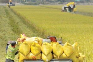 Bảo hiểm nông nghiệp giàu tiềm năng nhưng không dễ khai thác. Ảnh: Dũng Minh 