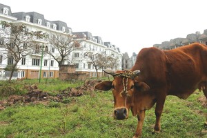 Giao dịch đất vườn, đất nông nghiệp ven đô đã chững lại. Ảnh: Dũng Minh