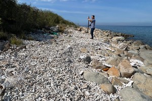 Rạn san hô ở Khu bảo tồn biển Hòn Mun (vịnh Nha Trang, tỉnh Khánh Hòa) bị xâm hại nghiêm trọng. Ảnh: P.V