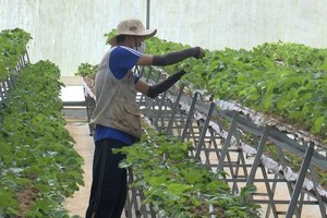 Trang trại nông nghiệp công nghệ cao ở huyện Kon Plông. Nguồn: kontumtv.vn