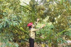 Toàn tỉnh Đắk Lắk hiện có 12.000 ha sầu riêng, sản lượng hằng năm 100.000 tấn. Ảnh: Nhiệt Băng
