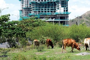 Nhiều dự án nhà ở tại Hà Nội bị bỏ hoang hóa, trở thành bãi chăn thả gia súc. Ảnh: Dũng Minh