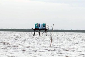 Bãi ngao tự phát của người dân ở vùng biển thuộc quận Hải An. Ảnh: LT