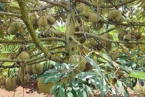 Hải quan Trung Quốc đã cấp 51 mã số vùng trồng và 25 cơ sở đóng gói cho sầu riêng Việt Nam.