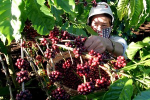 Cổ đông nhỏ chỉ nắm chưa đầy 3% vốn của CFV