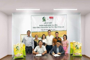 Gạo ST25 được phân phối chính thức tại thị trường Anh