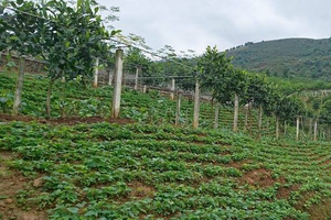 Các ngành nghề như trồng trọt, lâm nghiệp... trong kinh tế trang trại không thuộc danh mục Phụ lục 4 của Luật Đầu tư