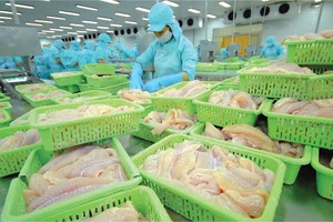 Giá cá tra đang giảm mạnh, khiến nhiều doanh nghiệp xuất khẩu mặt hàng này gặp rủi ro. Ảnh: Lê Toàn