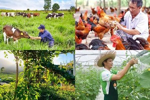 Mô hình kinh tế trang trại trong sản xuất nông nghiệp tại Thủ đô Hà Nội đã hình thành từ lâu và không ngừng được mở rộng, phát triển. 