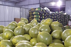 Chanh và bưởi là 2 sản phẩm nông nghiệp của Việt Nam được xuất khẩu sang New Zealand.