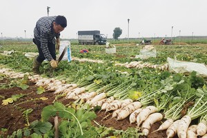 Doanh thu từ bảo hiểm nông nghiệp không đáng kể. Ảnh: Dũng Minh 