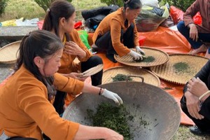 Ở Xã Tân Cương (TP Thái Nguyên, Tỉnh Thái Nguyên đã có 6/12 hợp tác xã có sản phẩm đạt tiêu chuẩn OCOP từ 3 đến 5 sao - Ảnh thi sao chè tại lễ hội trà xuân Tân Cương 