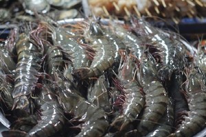 Năm 2022, xuất khẩu tôm sang Australia đạt 259,5 triệu USD, tăng 171% so với 112 triệu USD của năm 2018