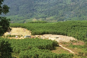 Nhiều rừng keo ở các tỉnh miền Trung đến kỳ khai thác đang “án binh bất động” vì bán sẽ… lỗ