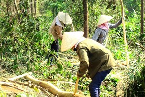 Bình Định “thiếu tiền” để quản lý đất đai các nông, lâm trường quốc doanh
