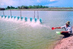 Để ngành tôm vùng ĐBSCL phát triển bền vững 