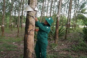 Quảng Nam đề nghị Tập đoàn Công nghiệp Cao su (GVR) chỉ đạo giao lại diện tích đất không sử dụng 