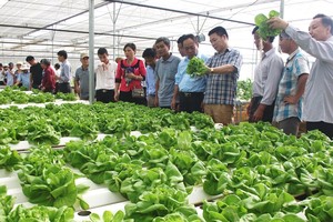 Thành phố Đà Nẵng đã có 3 vùng nông nghiệp ứng dụng công nghệ cao được quy hoạch chi tiết tỷ lệ 1/500, diện tích 65,9 ha.