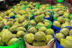 Bộ NN&PTNT nói sẽ tạm dừng sử dụng mã số vùng trồng lô hàng vi phạm kiểm dịch của Trung Quốc. 