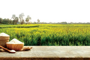 Cổ phiếu nông nghiệp “ăn chắc mặc bền”