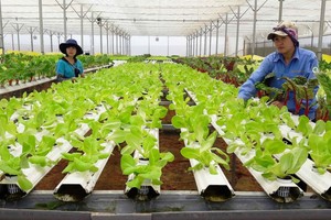 Trong 9 tháng 2023, khu vực nông nghiệp, lâm nghiệp và thuỷ sản ghi nhận 1.242 doanh nghiệp thành lập mới, giảm 19,5% so với cùng kỳ năm 2022.