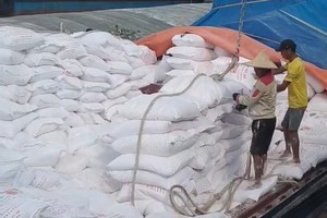 Nhiều doanh nghiệp xuất khẩu tinh bột sắn đang bị chậm hoàn thuế giá trị gia tăng.