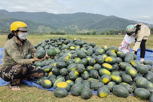 Dưa hấu Việt Nam được 'cấp visa' vào thị trường Trung Quốc