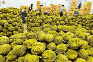 Xuất khẩu nông sản sang Trung Quốc năm 2023 đạt 11,5 tỷ USD, tăng 18% so với năm 2022, trong đó sầu riêng trên 2 tỷ USD.