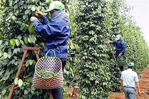 Việt Nam giữ vị trí nguồn cung hạt tiêu lớn nhất vào thị trường Mỹ.