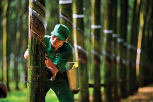 Cơ cấu và chủng loại cao su xuất khẩu của Việt Nam chủ yếu là cao su tự nhiên