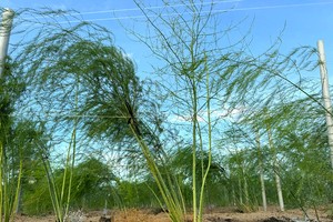 Cây Măng tây với hệ thống tưới nước tiết kiệm