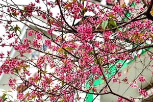 Độc, lạ Đà Lạt: Tháng 3, du khách vẫn được check-in với mai anh đào 