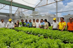 TP.HCM đặt mục tiêu phấn đấu đến 2030, 100% số mẫu rau sản xuất tại Thành phố được thanh, kiểm tra đạt tiêu chuẩn an toàn.