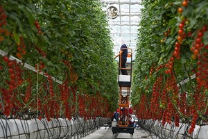 Nông dân thu hoạch cà chua tại một trang trại ở Sơn Đông.