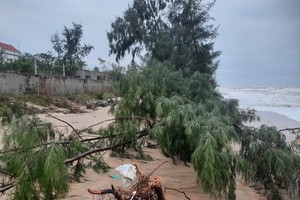 Tình trạng xâm thực nước biển gây sạt lở bờ biển tại phường Quảng Phúc, thị xã Ba Đồn