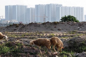 Hàng trăm dự án nhà ở không thể triển khai vì vướng quy định về đất ở. Ảnh: Dũng Minh 