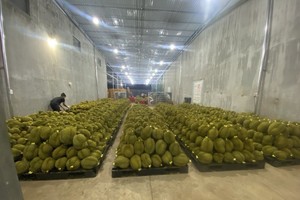 Sầu riêng liên tục rớt giá kỷ lục, liệu có về mức thấp nhất?