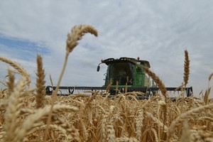 EU kêu gọi đưa ra các mức thuế bổ sung đối với việc nhập khẩu một số loại sản phẩm nông nghiệp từ Liên bang Nga và Belarus vào các nước châu Âu, cụ thể là ngũ cốc, hạt có dầu và các sản phẩm chế biến từ chúng. (Ảnh: AFP/TTXVN)